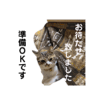 保護猫 ミイナスタンプ（個別スタンプ：33）
