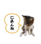 保護猫 ミイナスタンプ（個別スタンプ：38）