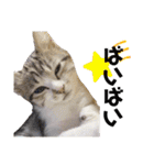 保護猫 ミイナスタンプ（個別スタンプ：39）