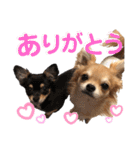チワワのつぶ丸くん。③（個別スタンプ：8）
