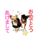 チワワのつぶ丸くん。③（個別スタンプ：16）