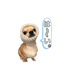 チワワのつぶ丸くん。③（個別スタンプ：18）