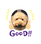 看板犬クッキー（個別スタンプ：2）