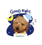 看板犬クッキー（個別スタンプ：3）