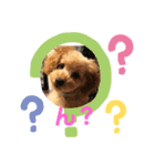 看板犬クッキー（個別スタンプ：5）