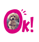 看板犬クッキー（個別スタンプ：6）