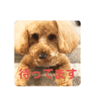 看板犬クッキー（個別スタンプ：8）