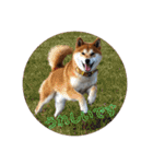 柴犬  岡山の小太郎です（個別スタンプ：1）