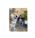 柴犬  岡山の小太郎です（個別スタンプ：2）