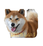 柴犬  岡山の小太郎です（個別スタンプ：3）