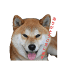 柴犬  岡山の小太郎です（個別スタンプ：4）