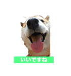 柴犬  岡山の小太郎です（個別スタンプ：5）