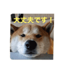 柴犬  岡山の小太郎です（個別スタンプ：6）