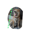 柴犬  岡山の小太郎です（個別スタンプ：7）