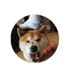 柴犬  岡山の小太郎です（個別スタンプ：8）