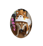 柴犬  岡山の小太郎です（個別スタンプ：9）
