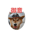 柴犬  岡山の小太郎です（個別スタンプ：10）