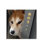 柴犬  岡山の小太郎です（個別スタンプ：11）