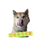 柴犬  岡山の小太郎です（個別スタンプ：13）