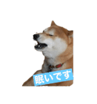 柴犬  岡山の小太郎です（個別スタンプ：14）