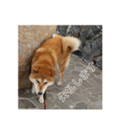 柴犬  岡山の小太郎です（個別スタンプ：16）