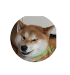 柴犬  岡山の小太郎です（個別スタンプ：18）