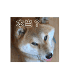柴犬  岡山の小太郎です（個別スタンプ：19）