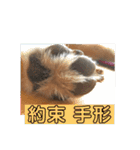 柴犬  岡山の小太郎です（個別スタンプ：20）