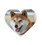 柴犬  岡山の小太郎です（個別スタンプ：22）