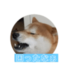 柴犬  岡山の小太郎です（個別スタンプ：23）