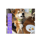 柴犬  岡山の小太郎です（個別スタンプ：24）