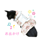ジジたまにマシュマロ3（個別スタンプ：1）