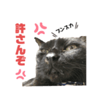 ジジたまにマシュマロ3（個別スタンプ：2）