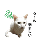ジジたまにマシュマロ3（個別スタンプ：4）