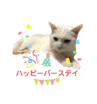 ジジたまにマシュマロ3（個別スタンプ：5）