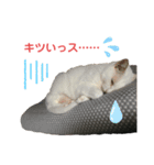ジジたまにマシュマロ3（個別スタンプ：6）