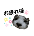 あんこのこ、ギン・にゃーちゃんver.（個別スタンプ：1）