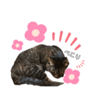 あんこのこ、ギン・にゃーちゃんver.（個別スタンプ：13）