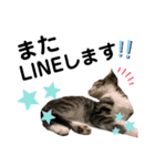 あんこのこ、ギン・にゃーちゃんver.（個別スタンプ：15）