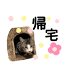 あんこのこ、ギン・にゃーちゃんver.（個別スタンプ：16）