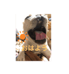 すあまのすーです。（個別スタンプ：1）