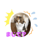 らぶマイペットたち（個別スタンプ：1）