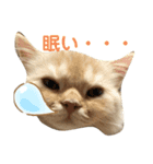 らぶマイペットたち（個別スタンプ：2）