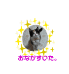 らぶマイペットたち（個別スタンプ：3）