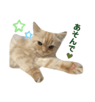 らぶマイペットたち（個別スタンプ：5）