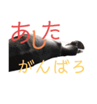 イタグレのMAMO 2（個別スタンプ：10）