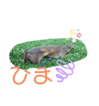 イタグレのMAMO 2（個別スタンプ：14）