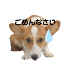 ポパイTHEコーギー（個別スタンプ：1）