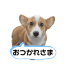 ポパイTHEコーギー（個別スタンプ：5）