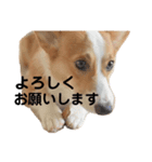 ポパイTHEコーギー（個別スタンプ：8）